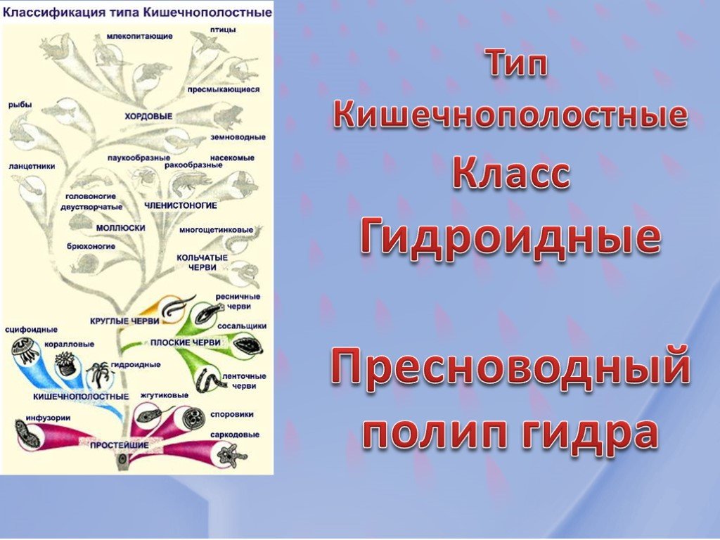 Как через тор браузер зайти в даркнет